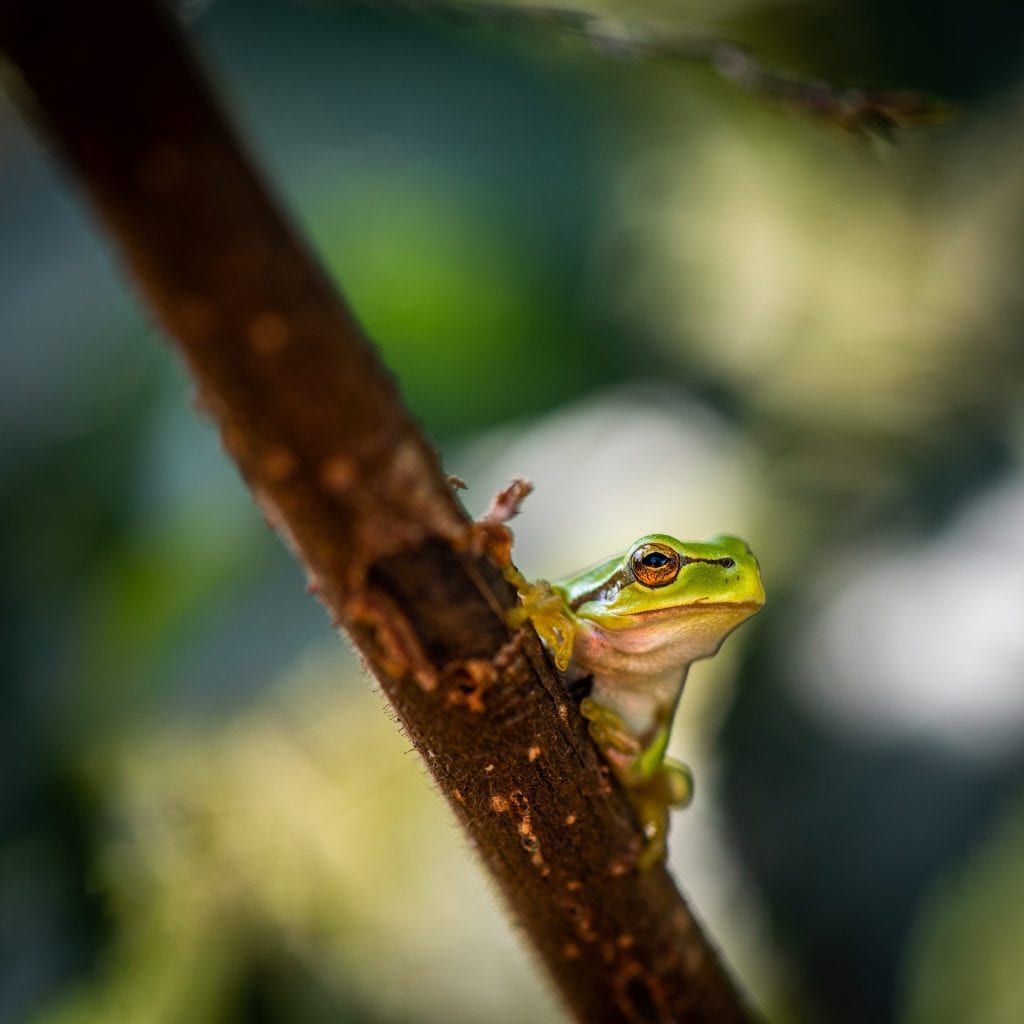 European green tree frog on branch, nature photograpy, green,